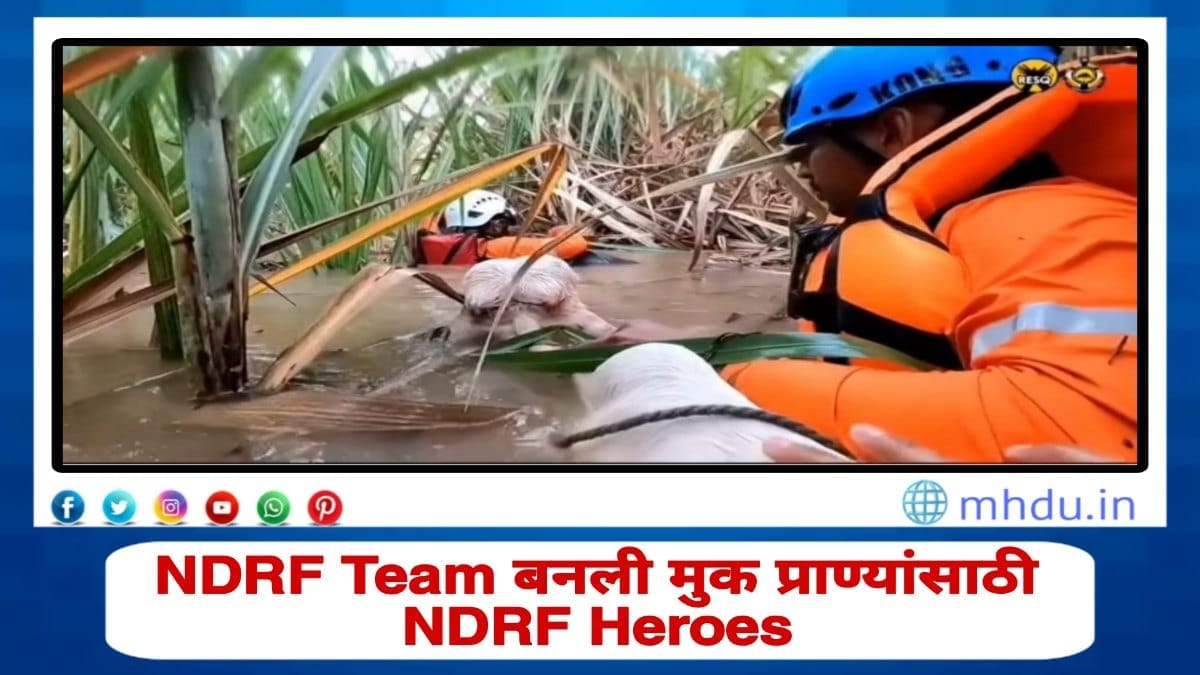 NDRF team rescuing people and animals during floods