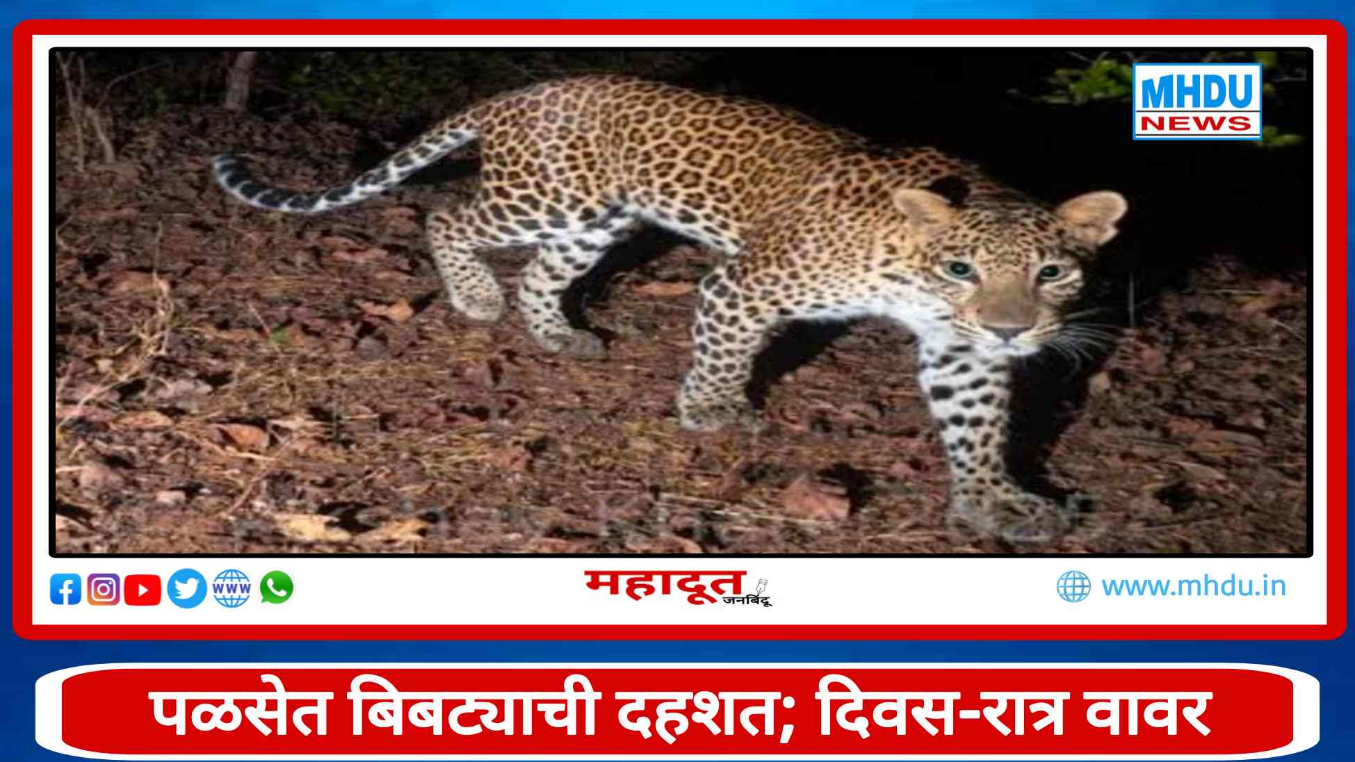 Palse Nashik Leopard News